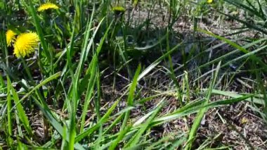 Yeşil arka plan. Ormanda karahindibalar