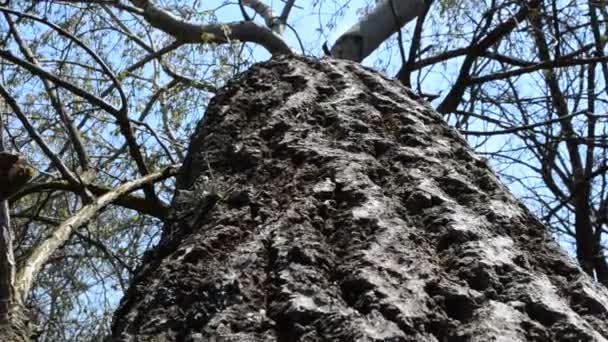 Boomstam Trunk Lucht — Stockvideo