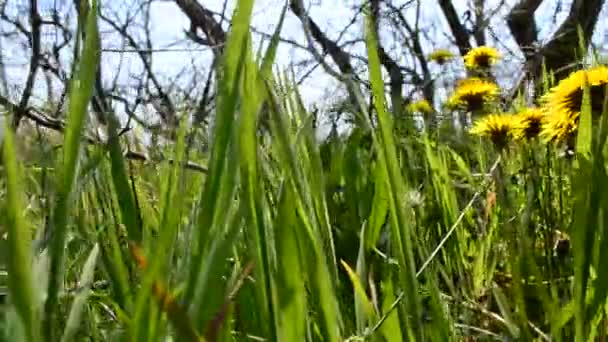 Dientes León Una Hierba Primavera Verde — Vídeo de stock