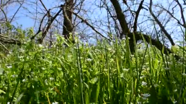 Herbe sur une clairière. Printemps vert 
