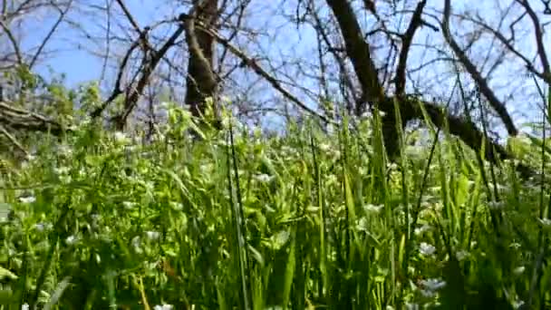 Grama Uma Clareira Primavera Verde — Vídeo de Stock