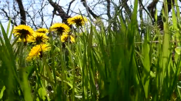 Çimenlikteki Karahindibalar Nisan Çekim — Stok video
