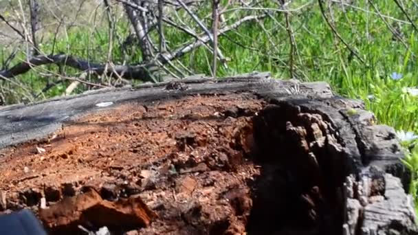 Stummel Und Gras Dreharbeiten April — Stockvideo