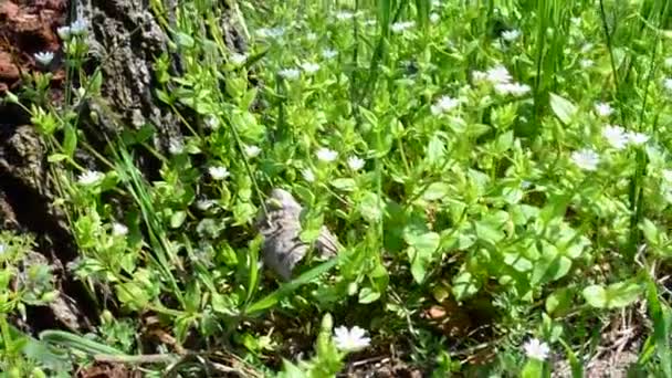 Printemps Vert Herbe Sur Une Clairière — Video