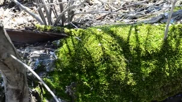 苔藓和树 绿色背景 — 图库视频影像