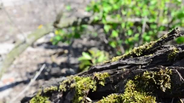 Moos Und Baum Frühling April — Stockvideo