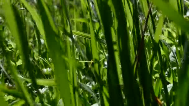 Saftigt Gräs Saftigt Gräs — Stockvideo