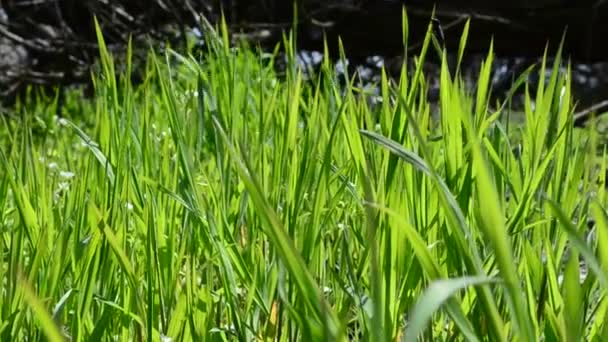 Grama Suculenta Fundo Verde — Vídeo de Stock