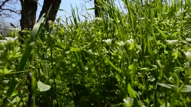 Gras Bloemen Achtergrond Schieten April — Stockvideo
