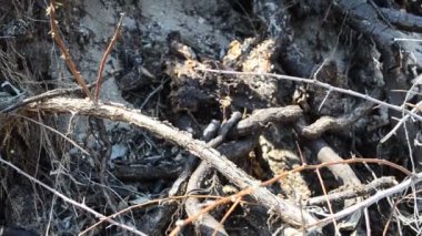 Yaşlı bir ağacın kökleri. İlkbaharda çekim