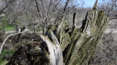 Tahtaya takıl. Tahta çıkıntısı