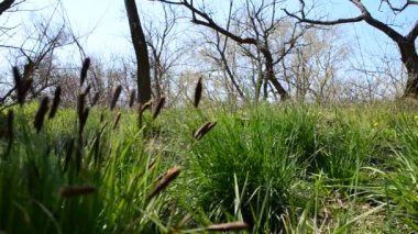 Bahar otu. İlkbaharda çekim