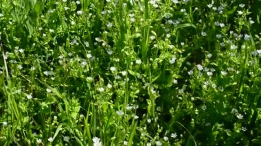 Çiçekler ve çimenler, bahar. Bahar arkaplanı