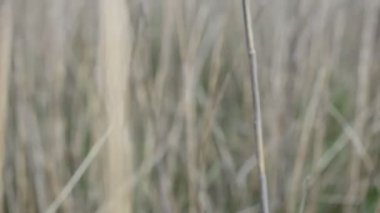 Baston atışı. Reed ve baston