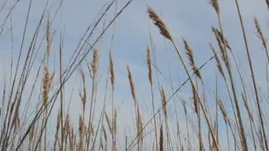 Cane gökyüzüne karşı. Deniz Bölgesi