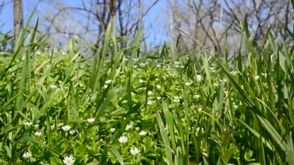 Grass Flowers Background Shooting April — Stock Video