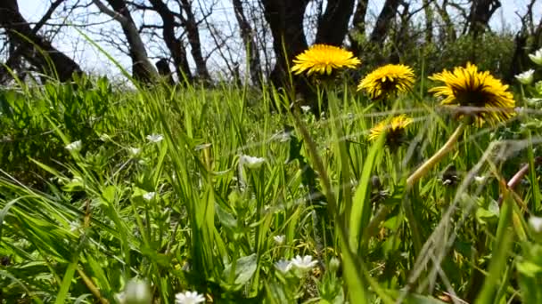 Dientes León Bosque Fondo Primavera — Vídeo de stock