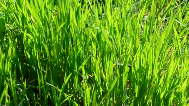 Herbe verte. Fonds printanier 