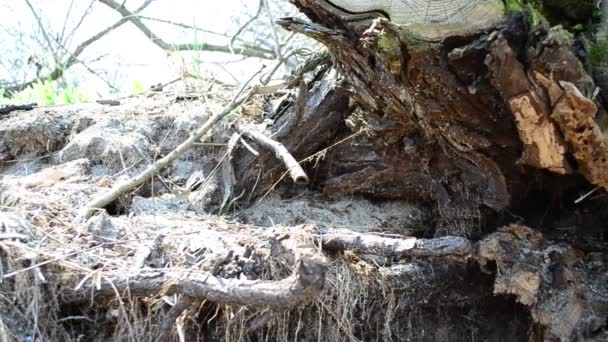 Abschuss Eines Baumes Wurzeln Eines Alten Baumes — Stockvideo