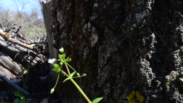 Stub Bloemen Schieten Met Geleiding — Stockvideo