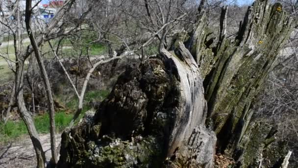 Ξύλινο Εμπόδιο Φίδι Στο Ξύλο — Αρχείο Βίντεο