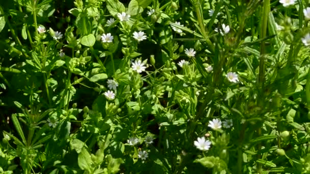 Gras Und Blumen Wald Dreharbeiten April — Stockvideo