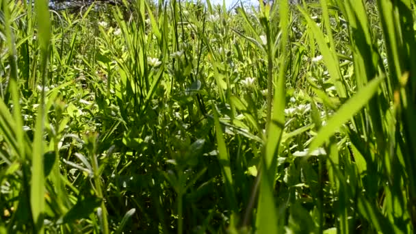 Shooting Spring Spring Grass — Stock Video