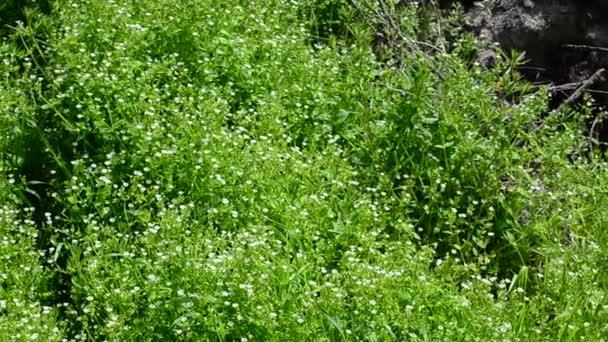 Fundo Primavera Flores Grama Primavera — Vídeo de Stock