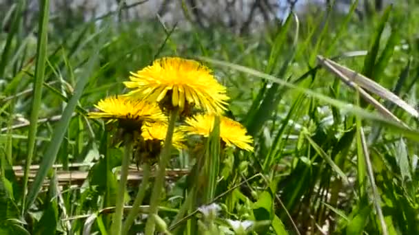 春の花 草の中のタンポポ — ストック動画