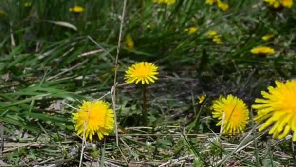 草の中のタンポポ 春の花 — ストック動画