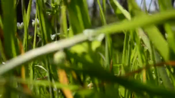 Löwenzahn Und Gras Frühlingsblumen — Stockvideo