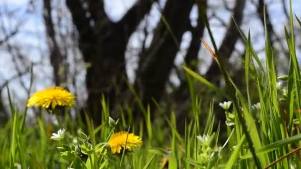 Весенние Цветы Одуванчики Трава — стоковое видео