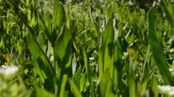 Denti Leone Erba Fiori Primaverili — Video Stock