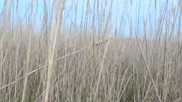 Cane Mot Himlen Havsdistrikt — Stockvideo