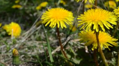 Karahindiba, makro ateş. Vahşi karahindiba