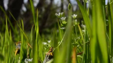Karahindiba, makro ateş. Vahşi karahindiba