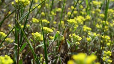 Çiçeklerin sarı arka planı. Çimenlerin arasında çiçekler