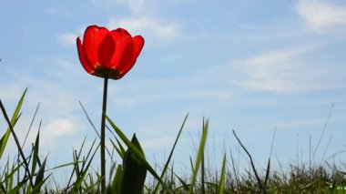 Çimenlerin arasındaki lale. Gökyüzüne karşı lale