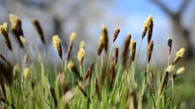 İlkbaharda çekim. Yabani çiçekler