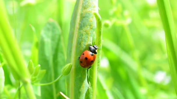 瓢虫和草叶 春天里的瓢虫 — 图库视频影像