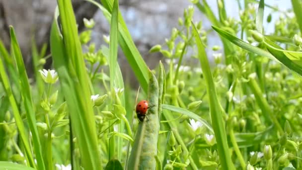 Nyckelpiga Bland Gräs Och Blommor Nyckelpiga Gräs — Stockvideo