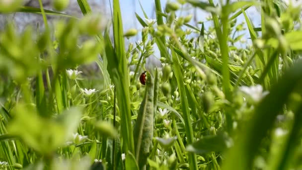 Marienkäfer Auf Einem Gras Marienkäfer Zwischen Gras Und Blumen — Stockvideo