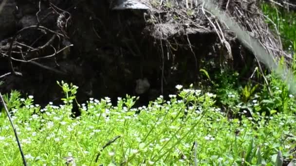 Matta Från Gräs Och Blommor Fantastiskt Gräs — Stockvideo