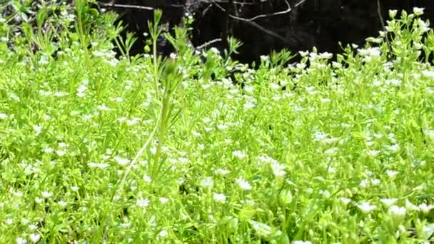 Relva Entre Árvores Madeira Tiro Primavera Dia — Vídeo de Stock