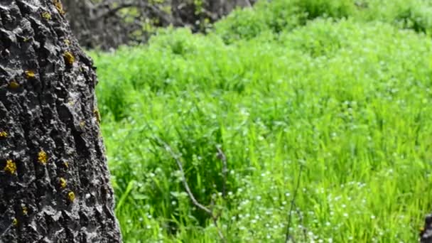 Relva Entre Árvores Madeira Tiro Primavera Dia — Vídeo de Stock