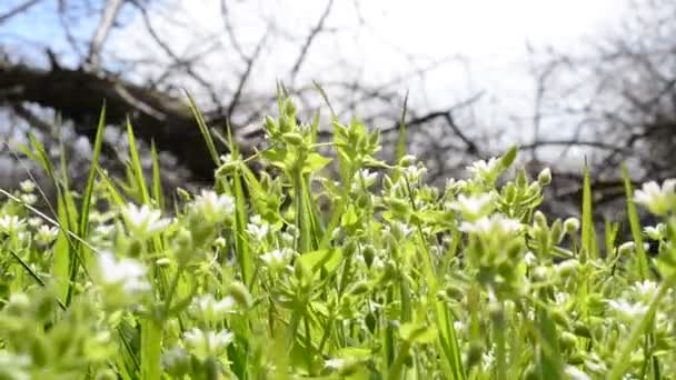 Áreas Rurais Flores Silvestres — Vídeo de Stock