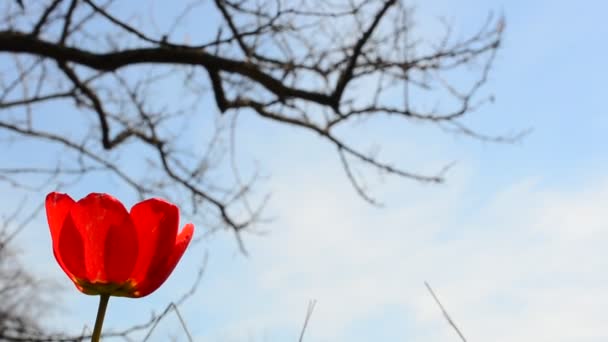 Tulipa Árvore Tulipa Primavera — Vídeo de Stock