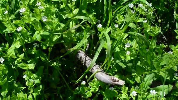 Waldlichtung Schießen Wald — Stockvideo