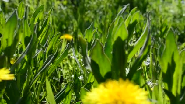 Diente León Salvaje Diente León Amarillo — Vídeos de Stock