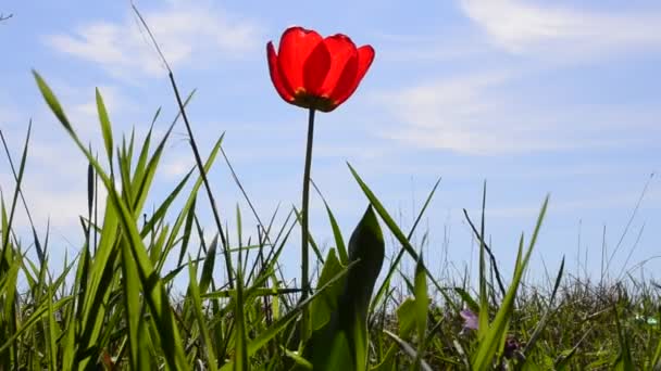 Jarní Vánek Jarní Tulipán — Stock video